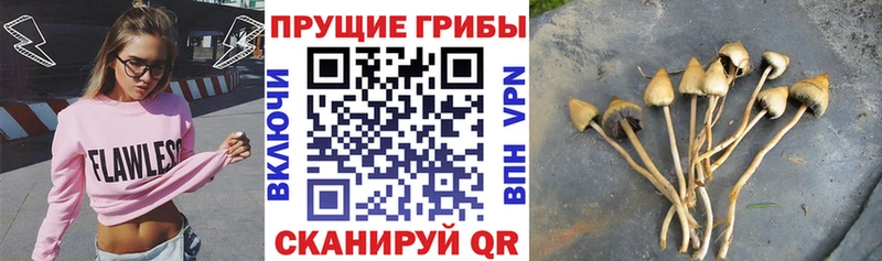 мега маркетплейс  Беломорск  Псилоцибиновые грибы ЛСД 